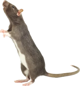 Pest Control Pest Control